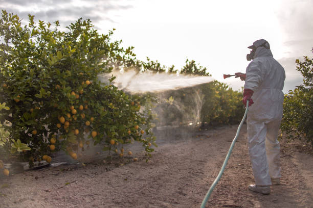 Best Wasp Removal Services  in Fort Worth, TX