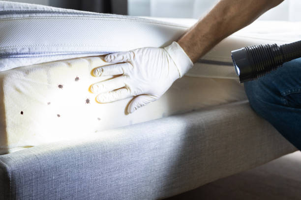 Best Spider Control Near Me  in Fort Worth, TX