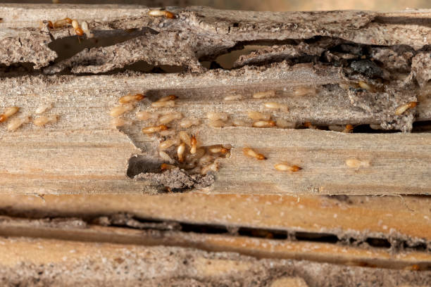 Best Local Pest Control Services  in Fort Worth, TX