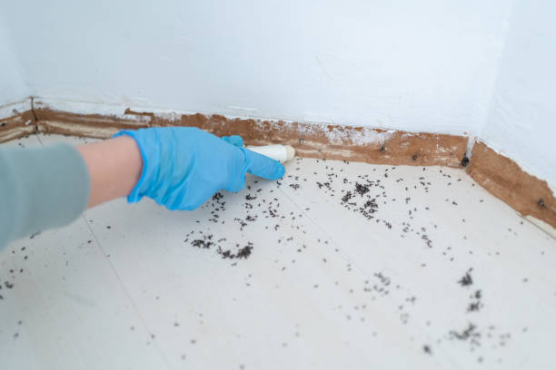 Best Termite Control Services  in Fort Worth, TX